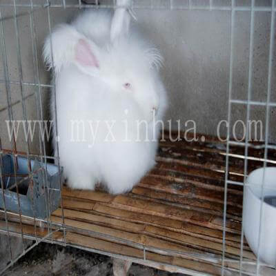 長毛兔種兔在北方有哪幾種養殖飼養方式？