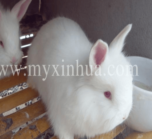 安哥拉兔兔毛如何去保存呢？