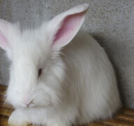 如何預防蒙陰長毛兔飼料霉變？