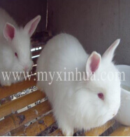 用青飼料喂養長毛兔，有利于長毛兔的生長和繁殖