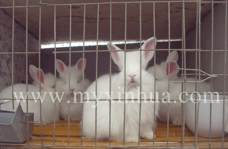 長毛兔養殖過程中需要注意的細節