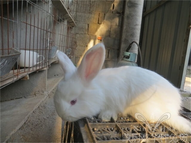 冬季養安哥拉兔怎么養？有什么注意事項