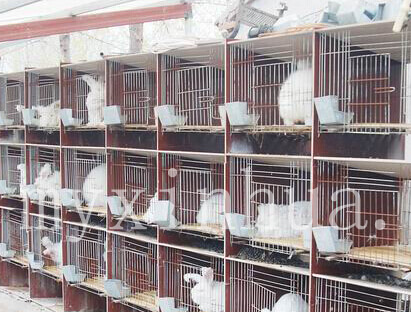 如何飼養長毛兔