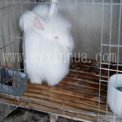 兔舍怎么建造對兔子養殖好呢？