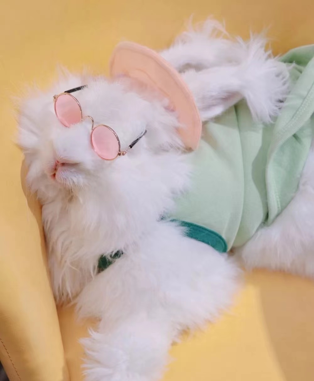 長毛兔常見的病例及癥狀的解析