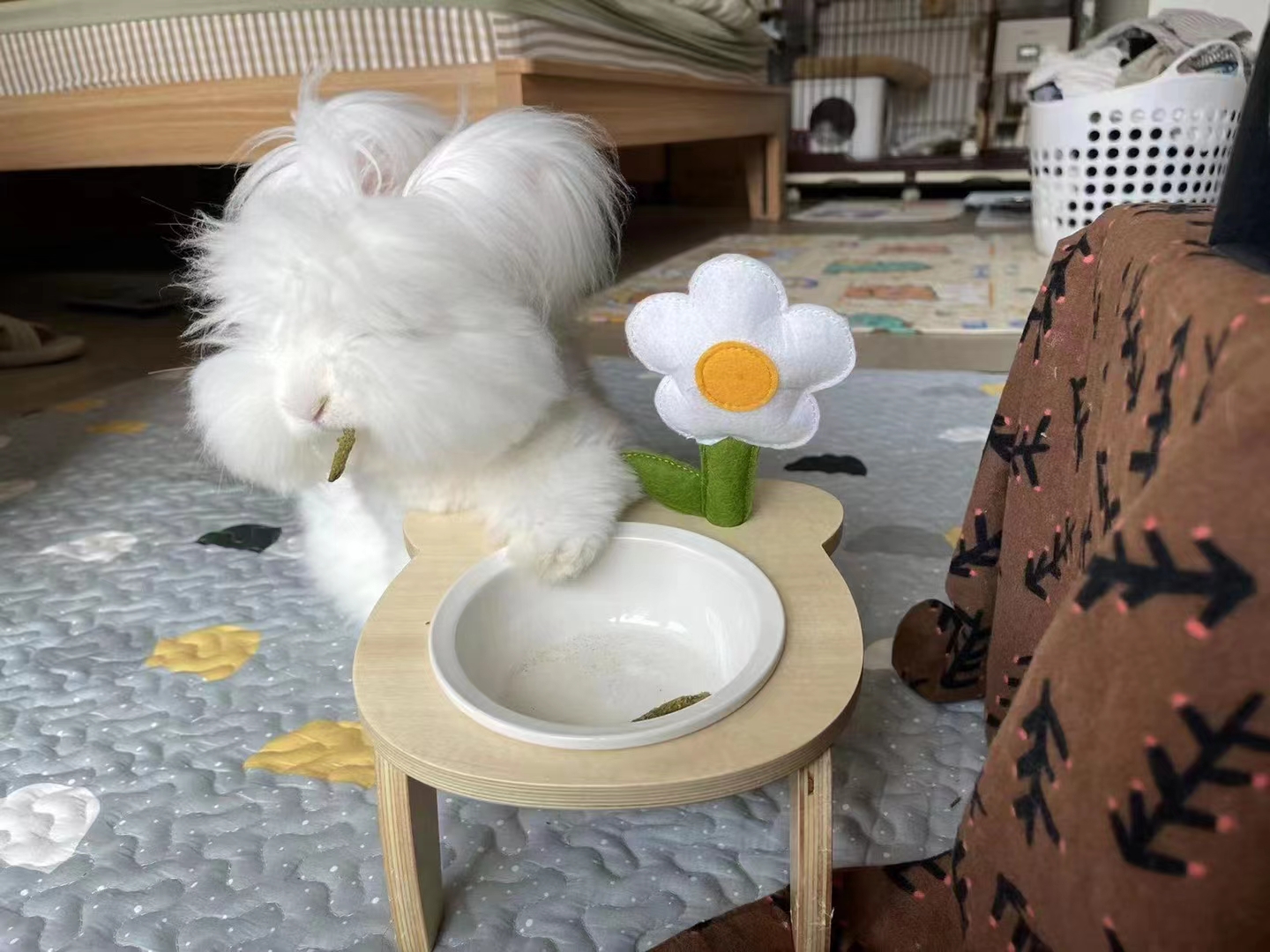 蒙陰長毛兔這么可愛，上海人養(yǎng)不養(yǎng)？